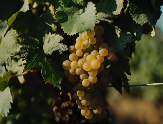 60ada9df-973e-42ae-96a7-9792d4e84f0d_restored